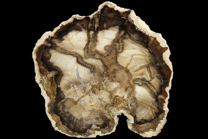 Petrified Black Ash (Fraxinus) Round - McDermitt, Oregon #125685
